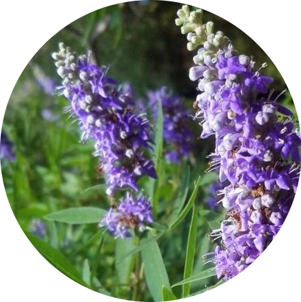 Bylinka Vitex jahňací - YONI (vaginálne) naparovanie liečivými bylinkami - Magické LONO